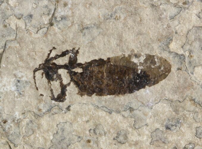 Fossil March Fly (Plecia) - Green River Formation #47160